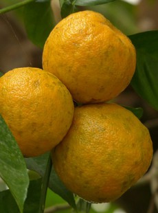 une-mise-en-garde-contre-complements-alimentaires-a-base-orange-amere-040215154